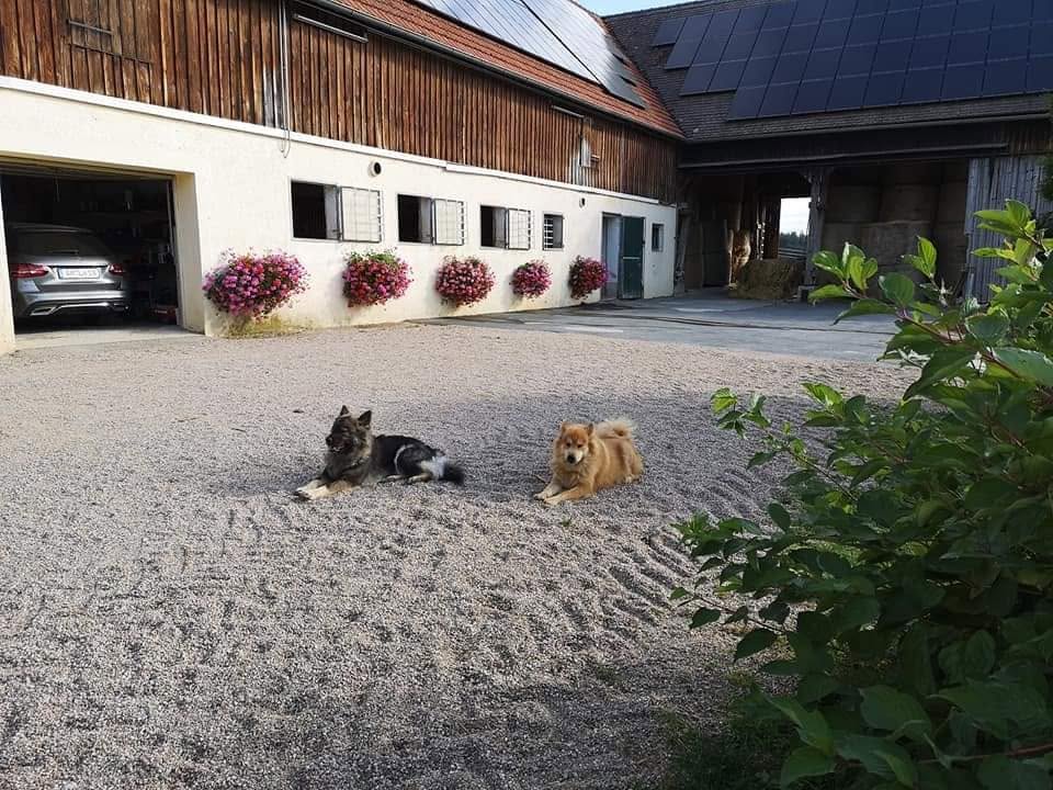 Hof mit Stallhunden