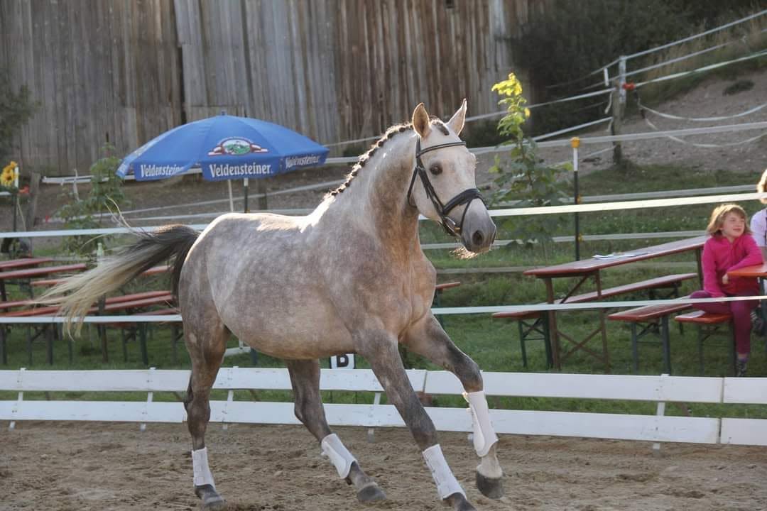 Pferd auf dem Platz des Trainingsstalls